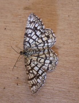 Latticed Heath. Copyright: Stephen Rolls