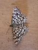 Latticed Heath. Copyright: Stephen Rolls