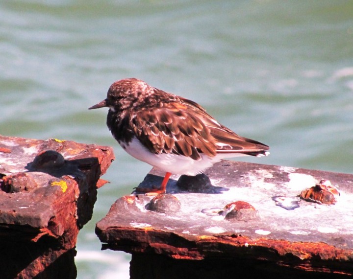 Turnstone Copyright: Graham Smith