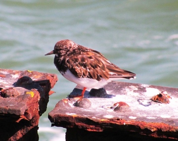 Turnstone Copyright: Graham Smith