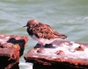 Turnstone 