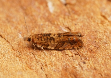 Epinotia abbreviana 1 Copyright: Ben Sale