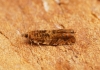 Epinotia abbreviana 1 Copyright: Ben Sale