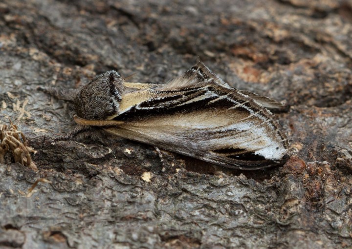 Swallow Prominent  Pheosia tremula Copyright: Graham Ekins