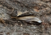 Swallow Prominent  Pheosia tremula Copyright: Graham Ekins