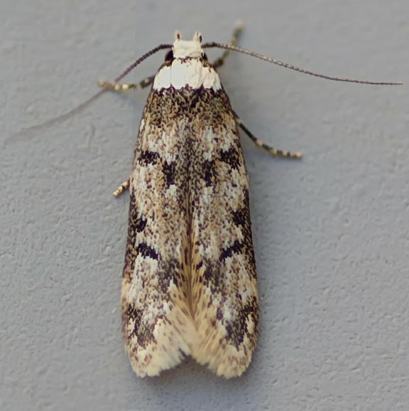 Endrosis sarcitrella   White-shouldered House Moth Copyright: Graham Ekins