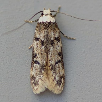 Endrosis sarcitrella   White-shouldered House Moth Copyright: Graham Ekins