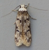 Endrosis sarcitrella   White-shouldered House Moth 