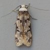 Endrosis sarcitrella   White-shouldered House Moth