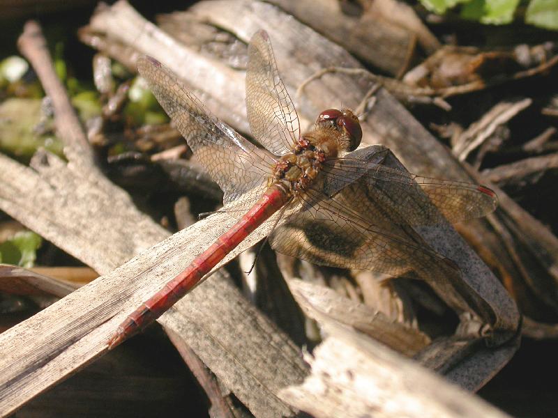 Common Darter Copyright: Malcolm Riddler