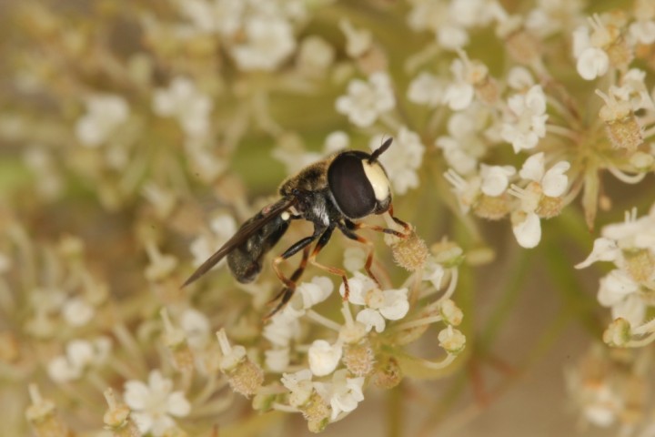 Paragus albifrons male 2 Copyright: Peter Harvey