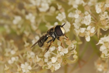 Paragus albifrons male 2 Copyright: Peter Harvey