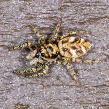 Salticus scenicus 29-03-2021 Copyright: Bill Crooks