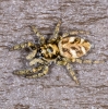 Salticus scenicus 29-03-2021