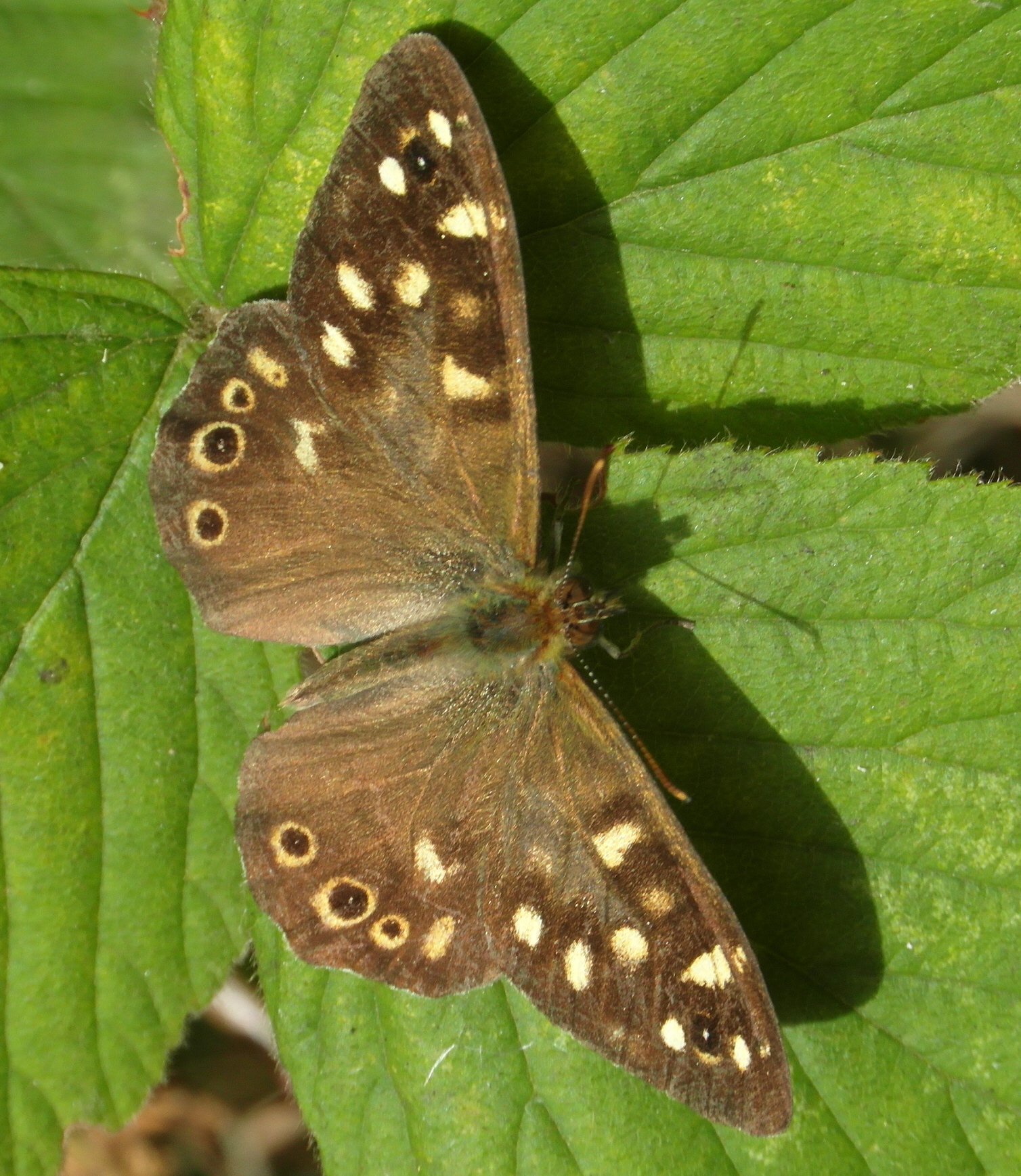 Speckled Wood Butterfly - Pararge aegeria Copyright: Justin Carroll