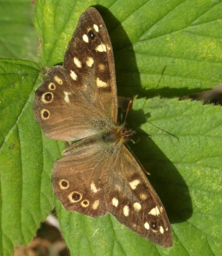 Speckled Wood Butterfly - Pararge aegeria Copyright: Justin Carroll