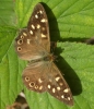 Speckled Wood Butterfly - Pararge aegeria Copyright: Justin Carroll