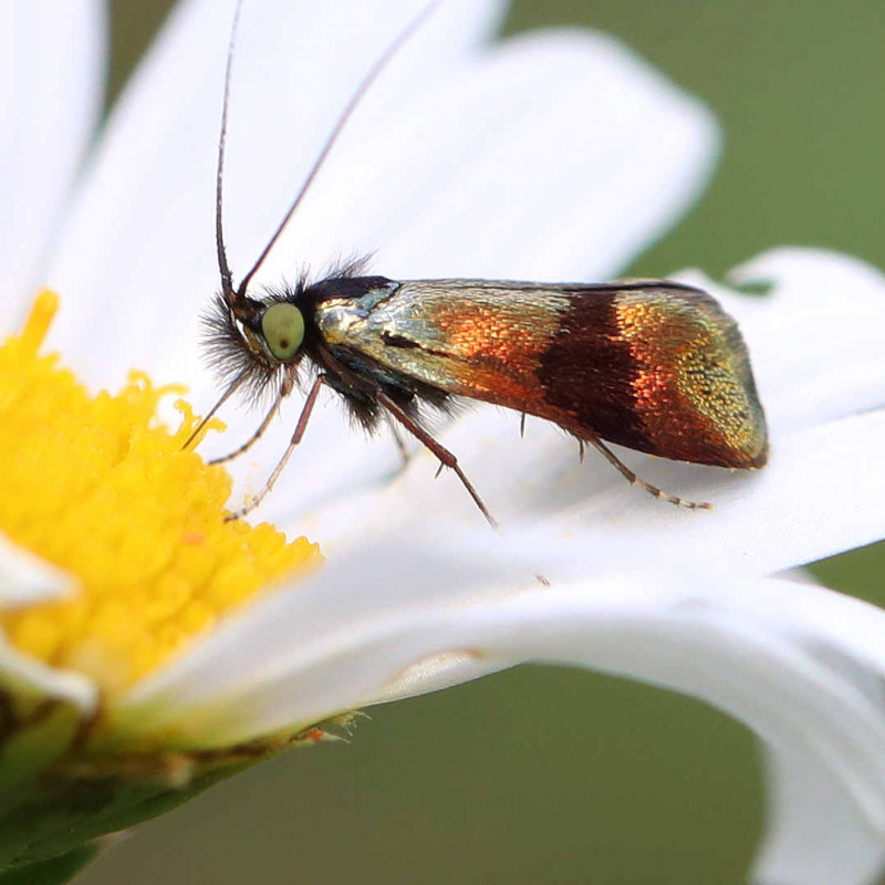 Male Horehound Long-horn Moth 13th June 2022 Copyright: Colin Byford