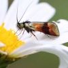 Male Horehound Long-horn Moth 13th June 2022