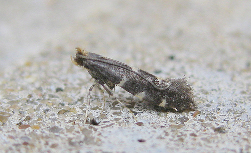 Callisto denticulella. Copyright: Stephen Rolls