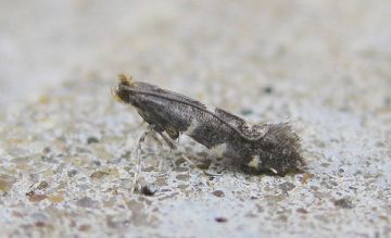 Callisto denticulella. Copyright: Stephen Rolls