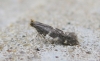 Callisto denticulella. 