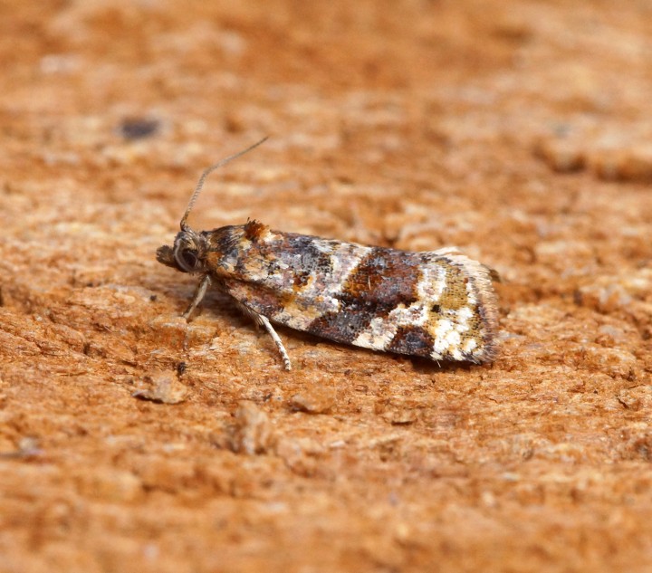 Argyrotaenia ljungiana 3 Copyright: Ben Sale