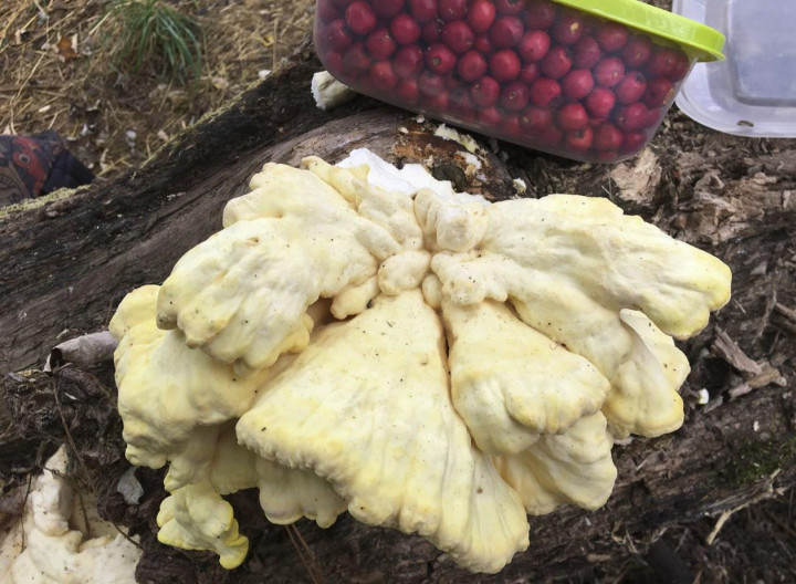 Laetiporus sulphureus - Clacton-on-Sea Copyright: Lewis Cassidy