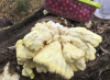 Laetiporus sulphureus - Clacton-on-Sea 