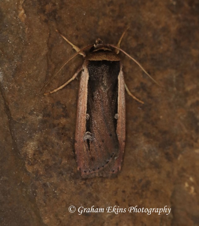 Radford's Flame Shoulder  Ochropleura leucogaster Copyright: Graham Ekins