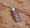 Acleris cristana 14