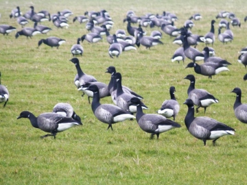 Brent Geese Copyright: Graham Smith