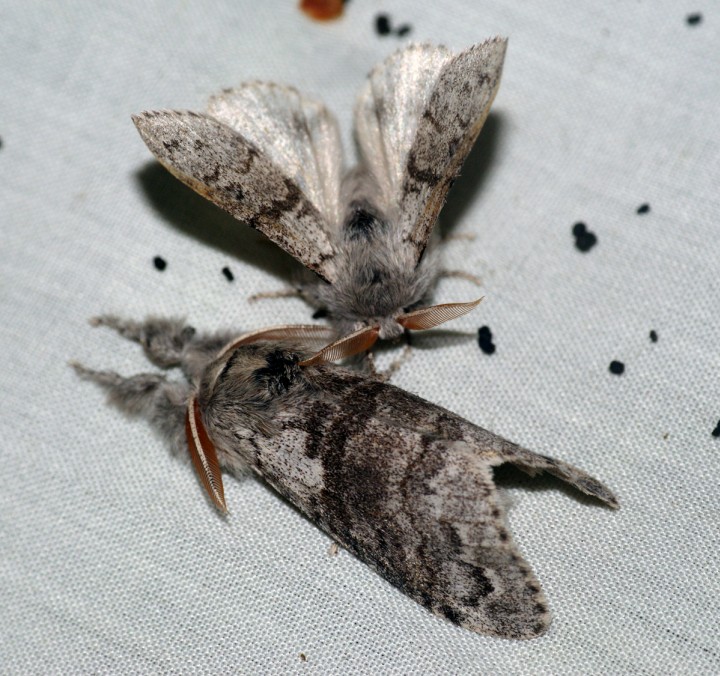 Pale Tussock 3 Copyright: Ben Sale