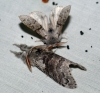 Pale Tussock 3