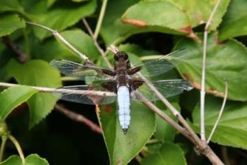 Libelulla depressa Copyright: Peter Harvey