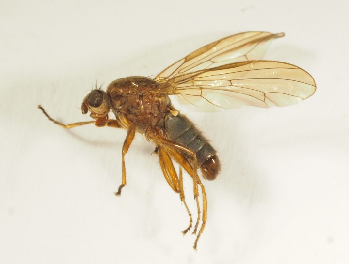 Dryope (Dryomyza) flaveola (male) to moth trap Copyright: Daniel Blyton