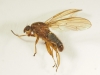 Dryope (Dryomyza) flaveola (male) to moth trap 