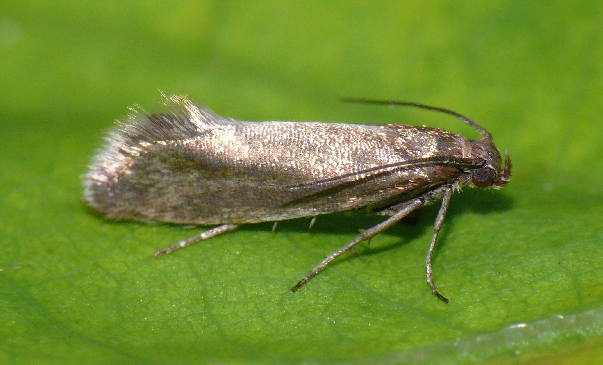 Glyphipterix fuscoviridella Copyright: Peter Furze