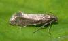 Glyphipterix fuscoviridella Copyright: Peter Furze