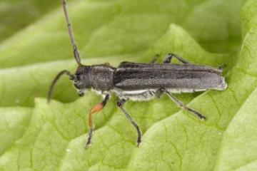 Phytoeca cylindrica Copyright: Peter Harvey