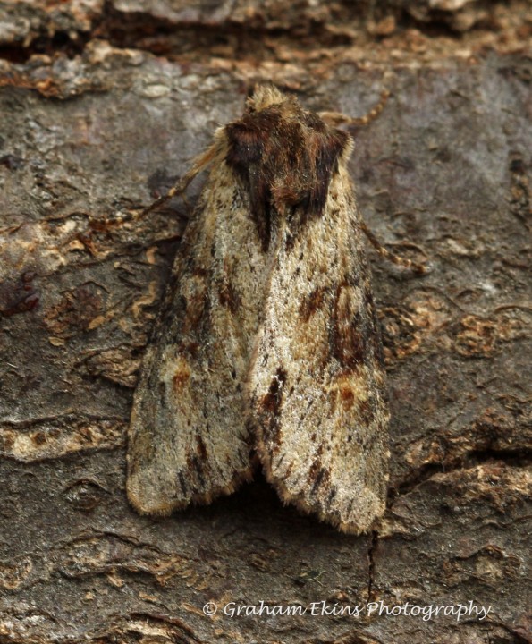 Apamea crenata   Clouded Bordered Brindle 1 Copyright: Graham Ekins