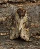 Apamea crenata   Clouded Bordered Brindle 1