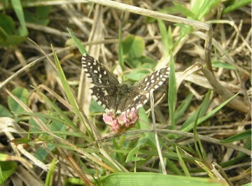 Grizzled Skipper Copyright: Ben Sale