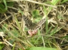 Grizzled Skipper Copyright: Ben Sale