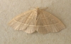 Olive Crescent 