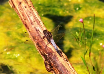 B lack-tailed Skimmer Copyright: Graham Smith