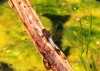 B lack-tailed Skimmer 