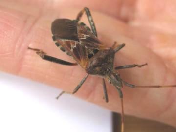 Western Conifer Seed Bug Copyright: Colin Austin