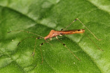 Metatropis rufescens Copyright: Peter Harvey