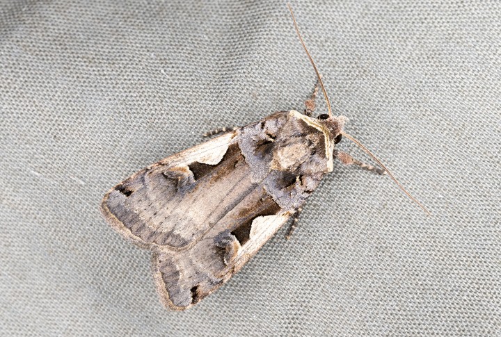 Setaceous Hebrew Character 18-08-2020 Copyright: Bill Crooks